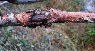 Co dělat pro léčbu rakoviny jabloní, kontrolní opatření a odolné odrůdy